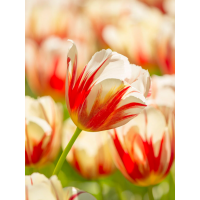 Тюльпан Carnaval De Rio (2 шт. в упаковке)