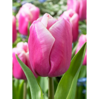 Тюльпан Holland Beauty (2 шт. в упаковке)
