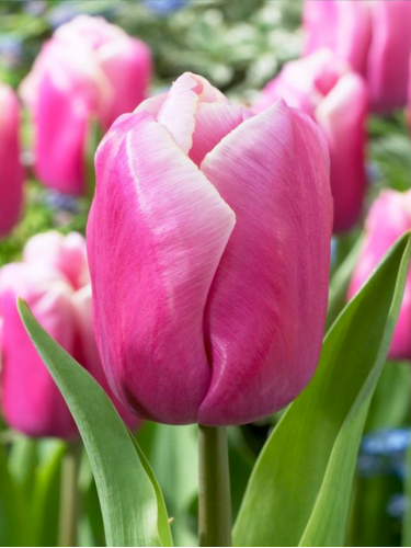 Тюльпан Holland Beauty (2 шт. в упаковці)