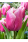 Тюльпан Holland Beauty (2 шт. в упаковке)