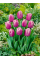 Тюльпан Holland Beauty (2 шт. в упаковке)