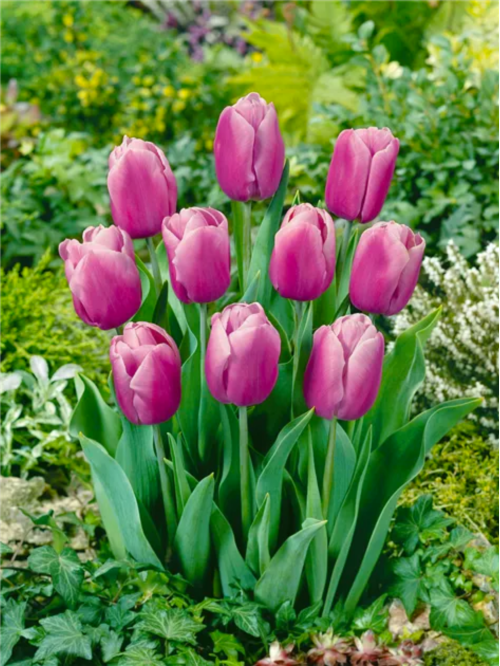 Тюльпан Holland Beauty (2 шт. в упаковке)