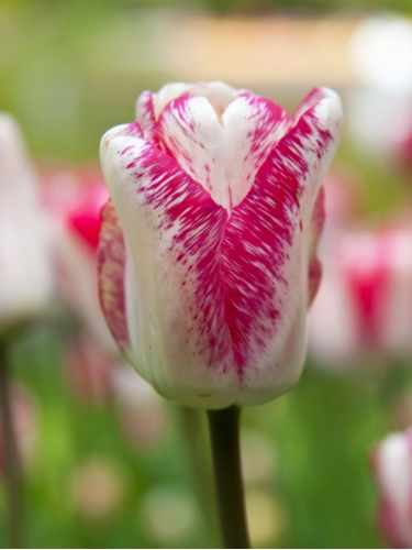 Тюльпан Hotpants (2 шт. в упаковці)