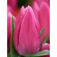 Тюльпан Jumbo Pink (2 шт. в упаковке)