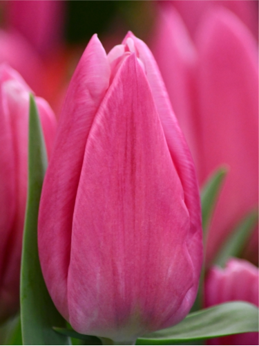 Тюльпан Jumbo Pink (2 шт. в упаковке)