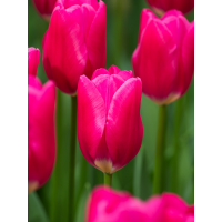 Тюльпан Pink Ardour (2 шт. в упаковці)