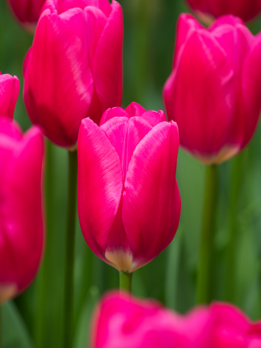Тюльпан Pink Ardour (2 шт. в упаковці)