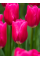 Тюльпан Pink Ardour (2 шт. в упаковці)