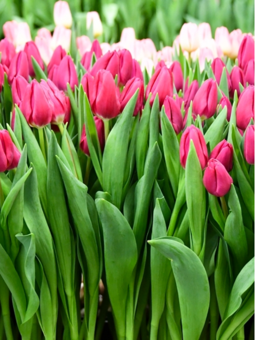 Тюльпан Pink Ardour (2 шт. в упаковці)