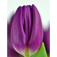 Тюльпан Purple Flag (2 шт. в упаковке)