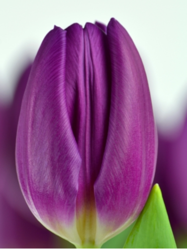 Тюльпан Purple Flag (2 шт. в упаковке)