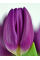 Тюльпан Purple Flag (2 шт. в упаковці)