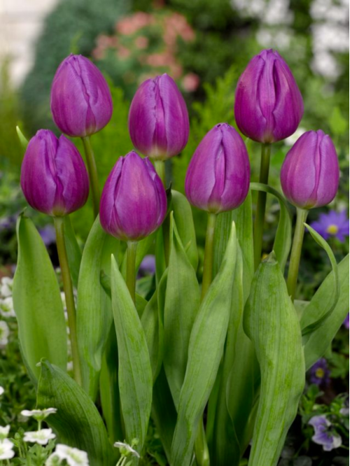 Тюльпан Purple Flag (2 шт. в упаковці)