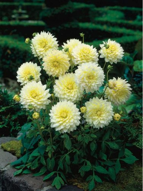 Жоржина Canary Fubuki