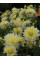 Жоржина Canary Fubuki