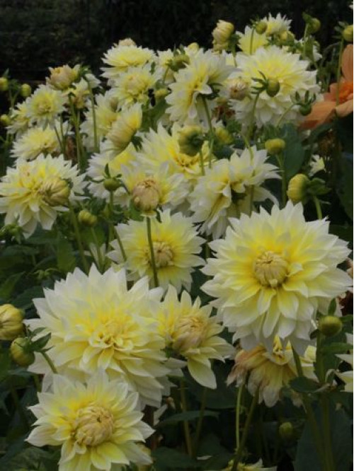 Жоржина Canary Fubuki