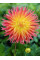 Жоржина Fringed Star