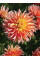 Жоржина Fringed Star