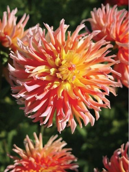 Жоржина Fringed Star