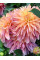 Жоржина Garden Desire