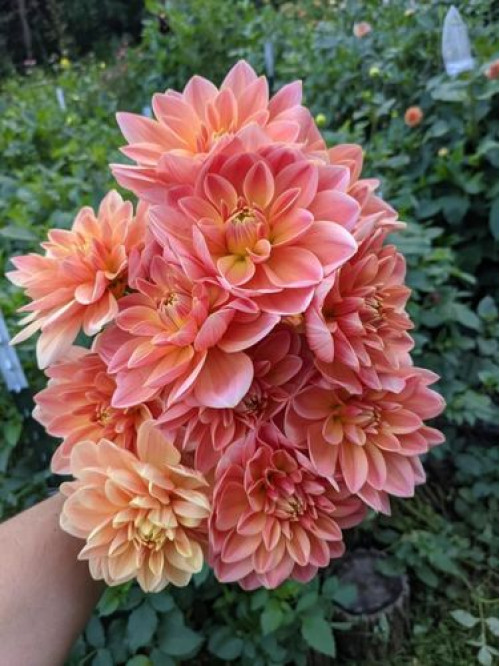 Жоржина Garden Desire