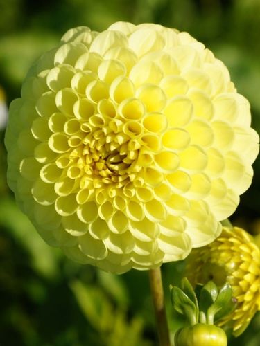 Георгина Golden Torch