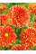 Георгина Orange Impact
