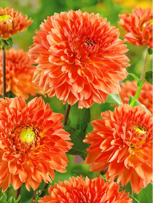 Георгина Orange Impact