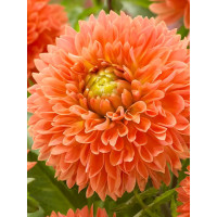 Георгина Orange Impact