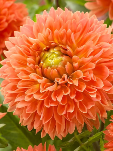 Георгина Orange Impact