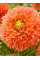 Георгина Orange Impact