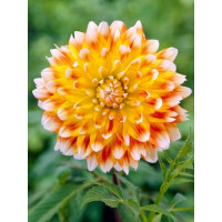 Георгина Peaches and Cream