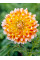 Георгина Peaches and Cream