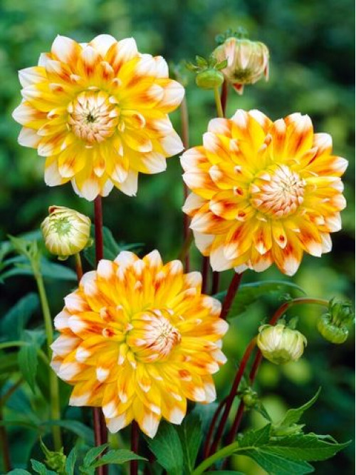 Георгина Peaches and Cream