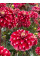 Жоржина Red Rock