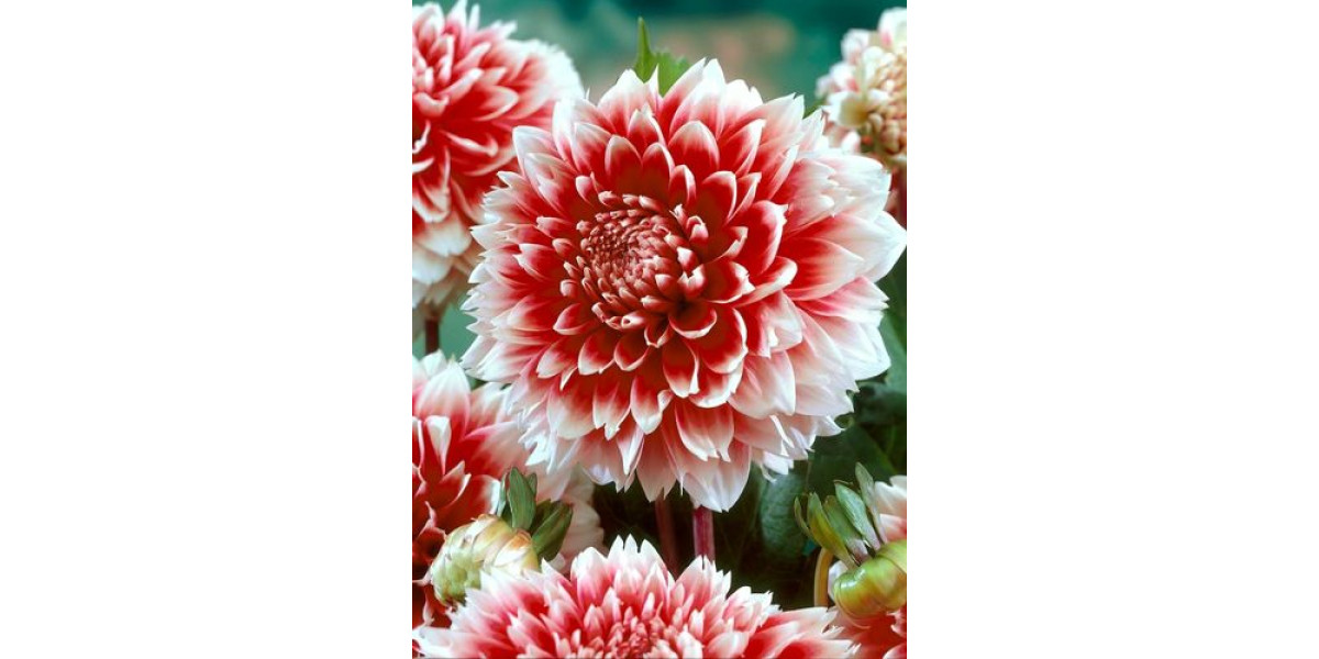 Жоржина Red and White Fubuki