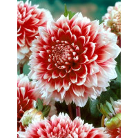 Жоржина Red and White Fubuki