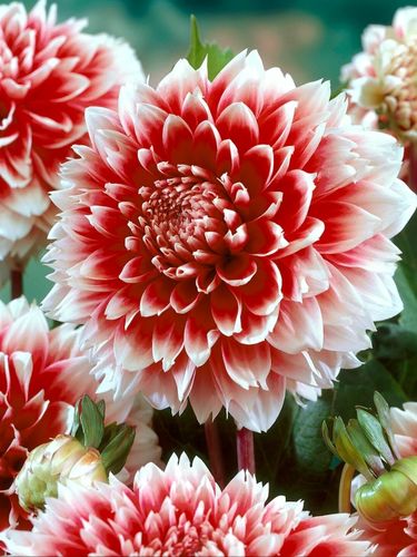 Георгина Red and White Fubuki