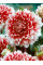Жоржина Red and White Fubuki