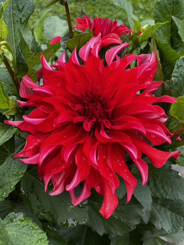 Жоржина Red Labyrinth
