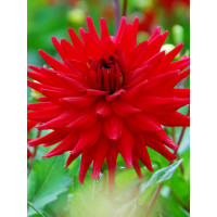 Жоржина Red Pigmy