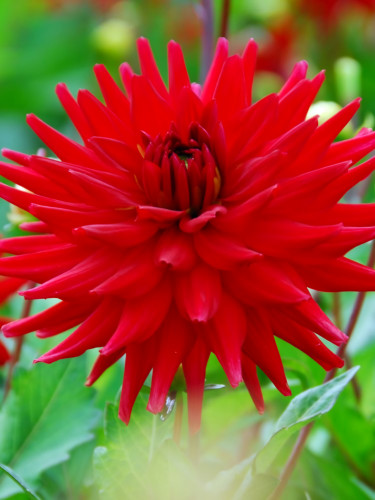 Георгина Red Pigmy