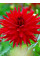 Жоржина Red Pigmy