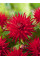 Жоржина Red Pigmy