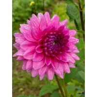 Георгина Rosella