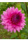 Георгина Rosella