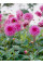 Георгина Rosella
