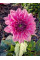 Георгина Rosella
