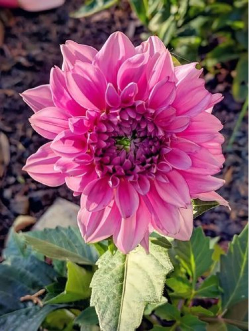 Георгина Rosella