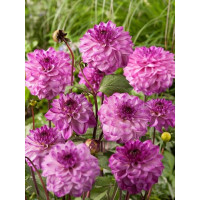 Георгина Senior's Purple